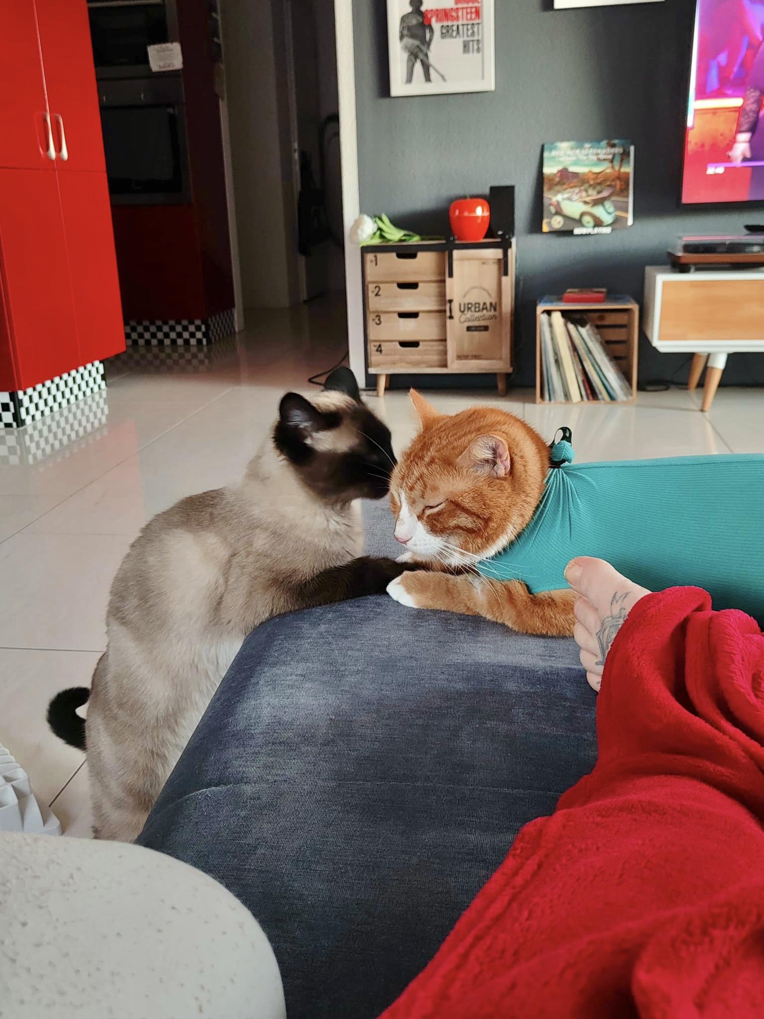 Rot weisser Kater im OP Body Zuhause auf dem Sofa mit seinem Katzen Freund und seinem Besitzer