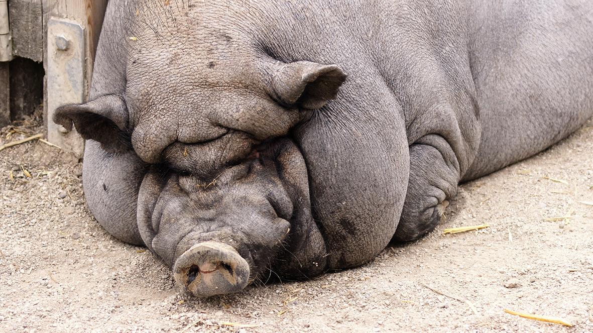 Überzüchtetes Schwein liegt am Boden und schläft
