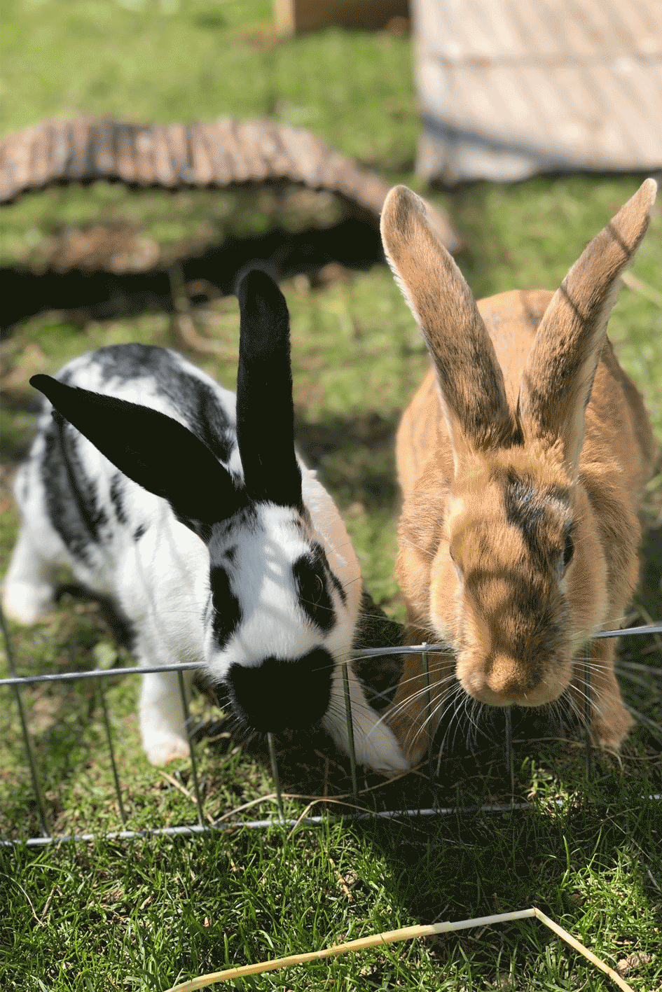 Flipsi und Charlie geniessen ihr offenes Gehege im Klinik Garten