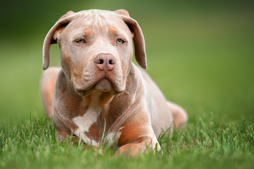 American Bully Rüde liegt im Gras