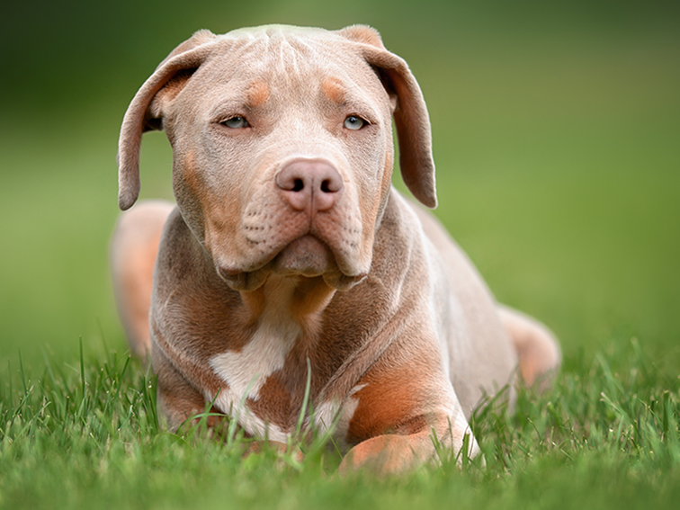 American Bully XL-Rüde Roki liegt im Gras