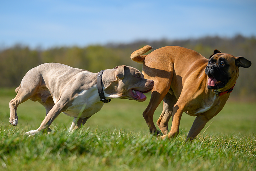 zwei Hunde rennen auf einer Wiese herum