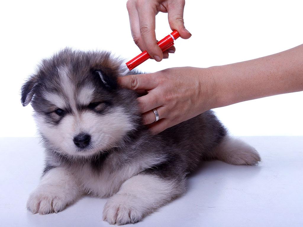 Husky Welben wird eine Zecke mit einer Zeckenzange entfernt