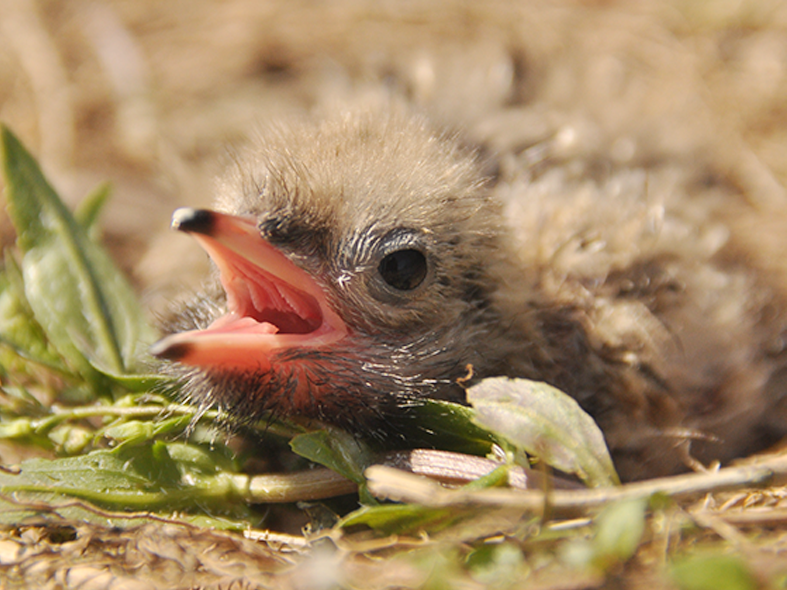 Jungvogel liegt am Boden